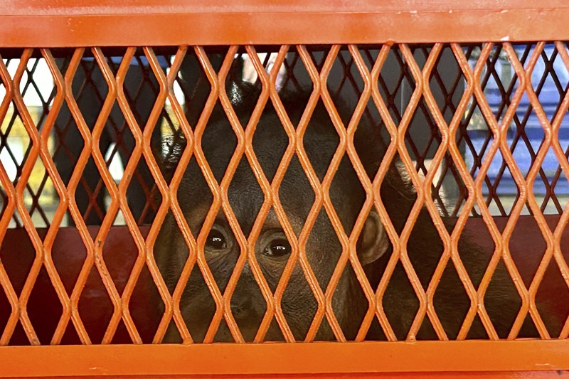 Petugas menyiapkan peti berisi orangutan untuk dipulangkan ke Indonesia, di Bandara Internasional Suvarnabhumi di Bangkok, Thailand, Kamis, 21 Desember 2023. Tiga orangutan sumatera yang diperdagangkan dipulangkan dari Thailand ke Indonesia pada Kamis sebagai bagian dari upaya bersama antar negara. untuk memberantas perdagangan satwa liar ilegal. (AP Photo/Jintamas Saksornchai)