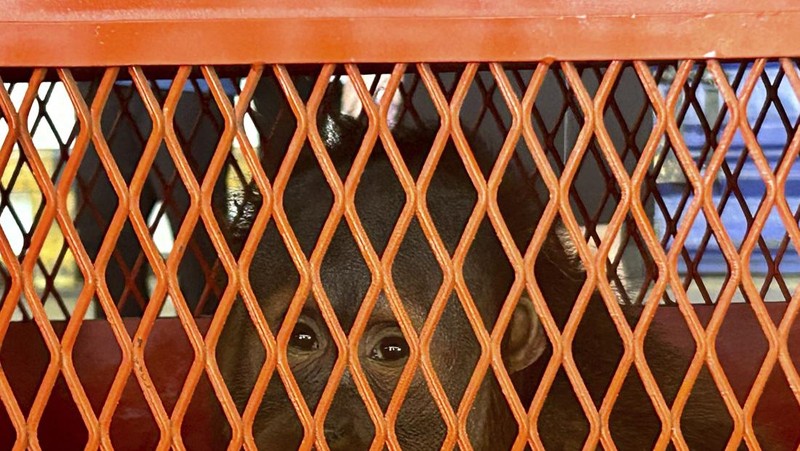 Petugas menyiapkan peti berisi orangutan untuk dipulangkan ke Indonesia, di Bandara Internasional Suvarnabhumi di Bangkok, Thailand, Kamis, 21 Desember 2023. Tiga orangutan sumatera yang diperdagangkan dipulangkan dari Thailand ke Indonesia pada Kamis sebagai bagian dari upaya bersama antar negara. untuk memberantas perdagangan satwa liar ilegal. (AP Photo/Jintamas Saksornchai)