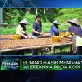Video: El Nino Masih Menghantui, Ini Efeknya Pada Kopi RI