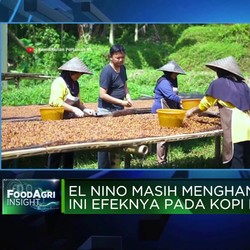 Video: El Nino Masih Menghantui, Ini Efeknya Pada Kopi RI