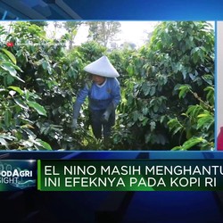 RI Punya Kebun Kopi Terluas, Produktivitas Kok Tertinggal?