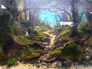 Ini Perbedaan Aquascape, Paludarium dan Terrarium
