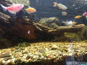 Kiat-kiat Membuat Aquascape Ala Pepen dari Cirebon