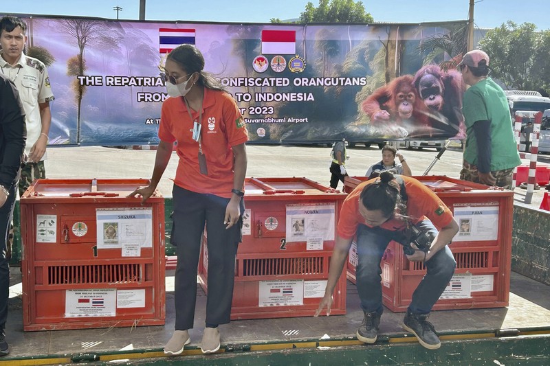 Petugas menyiapkan peti berisi orangutan untuk dipulangkan ke Indonesia, di Bandara Internasional Suvarnabhumi di Bangkok, Thailand, Kamis, 21 Desember 2023. Tiga orangutan sumatera yang diperdagangkan dipulangkan dari Thailand ke Indonesia pada Kamis sebagai bagian dari upaya bersama antar negara. untuk memberantas perdagangan satwa liar ilegal. (AP Photo/Jintamas Saksornchai)