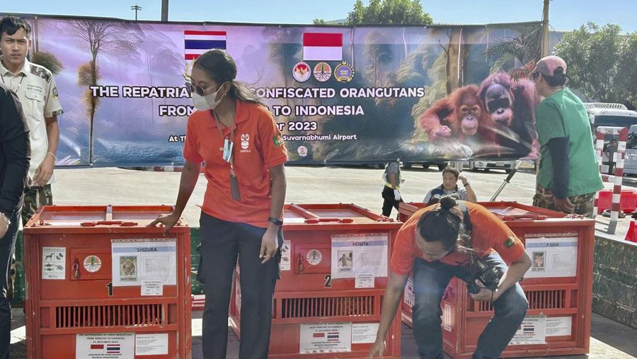 Petugas menyiapkan peti berisi orangutan untuk dipulangkan ke Indonesia, di Bandara Internasional Suvarnabhumi di Bangkok, Thailand, Kamis, 21 Desember 2023. Tiga orangutan sumatera yang diperdagangkan dipulangkan dari Thailand ke Indonesia pada Kamis sebagai bagian dari upaya bersama antar negara. untuk memberantas perdagangan satwa liar ilegal. (AP Photo/Jintamas Saksornchai)