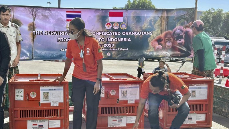Petugas menyiapkan peti berisi orangutan untuk dipulangkan ke Indonesia, di Bandara Internasional Suvarnabhumi di Bangkok, Thailand, Kamis, 21 Desember 2023. Tiga orangutan sumatera yang diperdagangkan dipulangkan dari Thailand ke Indonesia pada Kamis sebagai bagian dari upaya bersama antar negara. untuk memberantas perdagangan satwa liar ilegal. (AP Photo/Jintamas Saksornchai)