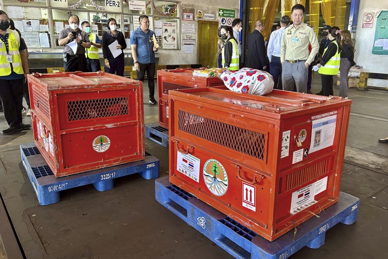 Petugas menyiapkan peti berisi orangutan untuk dipulangkan ke Indonesia, di Bandara Internasional Suvarnabhumi di Bangkok, Thailand, Kamis, 21 Desember 2023. Tiga orangutan sumatera yang diperdagangkan dipulangkan dari Thailand ke Indonesia pada Kamis sebagai bagian dari upaya bersama antar negara. untuk memberantas perdagangan satwa liar ilegal. (AP Photo/Jintamas Saksornchai)