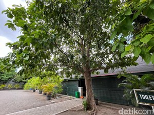 Pohon Berbuah Manis di Keraton Jogja Ternyata Disiram Dawet! Kenapa Ya?