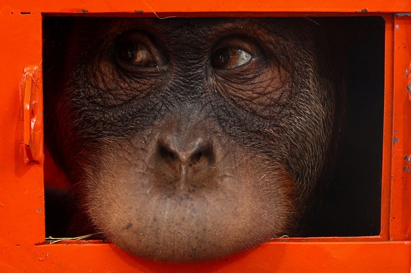 Petugas menyiapkan peti berisi orangutan untuk dipulangkan ke Indonesia, di Bandara Internasional Suvarnabhumi di Bangkok, Thailand, Kamis, 21 Desember 2023. Tiga orangutan sumatera yang diperdagangkan dipulangkan dari Thailand ke Indonesia pada Kamis sebagai bagian dari upaya bersama antar negara. untuk memberantas perdagangan satwa liar ilegal. (AP Photo/Jintamas Saksornchai)