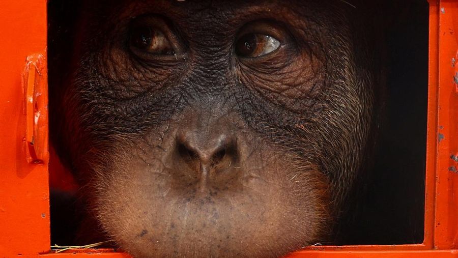 Petugas menyiapkan peti berisi orangutan untuk dipulangkan ke Indonesia, di Bandara Internasional Suvarnabhumi di Bangkok, Thailand, Kamis, 21 Desember 2023. Tiga orangutan sumatera yang diperdagangkan dipulangkan dari Thailand ke Indonesia pada Kamis sebagai bagian dari upaya bersama antar negara. untuk memberantas perdagangan satwa liar ilegal. (AP Photo/Jintamas Saksornchai)