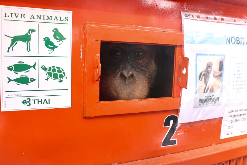 Petugas menyiapkan peti berisi orangutan untuk dipulangkan ke Indonesia, di Bandara Internasional Suvarnabhumi di Bangkok, Thailand, Kamis, 21 Desember 2023. Tiga orangutan sumatera yang diperdagangkan dipulangkan dari Thailand ke Indonesia pada Kamis sebagai bagian dari upaya bersama antar negara. untuk memberantas perdagangan satwa liar ilegal. (AP Photo/Jintamas Saksornchai)