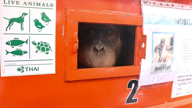Petugas menyiapkan peti berisi orangutan untuk dipulangkan ke Indonesia, di Bandara Internasional Suvarnabhumi di Bangkok, Thailand, Kamis, 21 Desember 2023. Tiga orangutan sumatera yang diperdagangkan dipulangkan dari Thailand ke Indonesia pada Kamis sebagai bagian dari upaya bersama antar negara. untuk memberantas perdagangan satwa liar ilegal. (AP Photo/Jintamas Saksornchai)