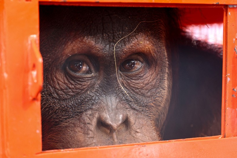 Petugas menyiapkan peti berisi orangutan untuk dipulangkan ke Indonesia, di Bandara Internasional Suvarnabhumi di Bangkok, Thailand, Kamis, 21 Desember 2023. Tiga orangutan sumatera yang diperdagangkan dipulangkan dari Thailand ke Indonesia pada Kamis sebagai bagian dari upaya bersama antar negara. untuk memberantas perdagangan satwa liar ilegal. (AP Photo/Jintamas Saksornchai)