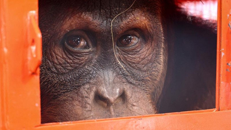 Petugas menyiapkan peti berisi orangutan untuk dipulangkan ke Indonesia, di Bandara Internasional Suvarnabhumi di Bangkok, Thailand, Kamis, 21 Desember 2023. Tiga orangutan sumatera yang diperdagangkan dipulangkan dari Thailand ke Indonesia pada Kamis sebagai bagian dari upaya bersama antar negara. untuk memberantas perdagangan satwa liar ilegal. (AP Photo/Jintamas Saksornchai)