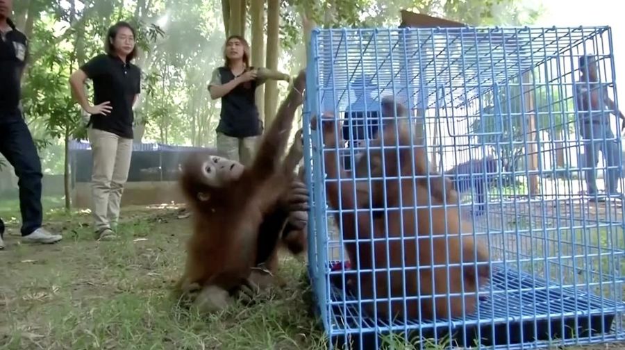 Petugas menyiapkan peti berisi orangutan untuk dipulangkan ke Indonesia, di Bandara Internasional Suvarnabhumi di Bangkok, Thailand, Kamis, 21 Desember 2023. Tiga orangutan sumatera yang diperdagangkan dipulangkan dari Thailand ke Indonesia pada Kamis sebagai bagian dari upaya bersama antar negara. untuk memberantas perdagangan satwa liar ilegal. (AP Photo/Jintamas Saksornchai)