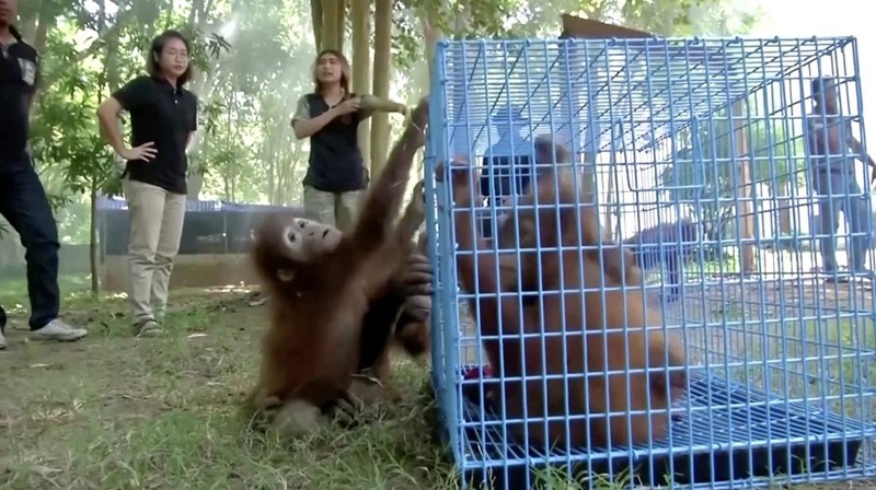 Petugas menyiapkan peti berisi orangutan untuk dipulangkan ke Indonesia, di Bandara Internasional Suvarnabhumi di Bangkok, Thailand, Kamis, 21 Desember 2023. Tiga orangutan sumatera yang diperdagangkan dipulangkan dari Thailand ke Indonesia pada Kamis sebagai bagian dari upaya bersama antar negara. untuk memberantas perdagangan satwa liar ilegal. (AP Photo/Jintamas Saksornchai)
