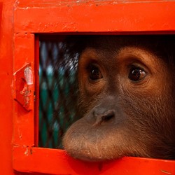 Potret Orangutan Dipulangkan ke RI Akibat Perdagangan Ilegal