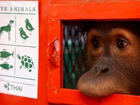 Potret Orangutan Dipulangkan ke RI Akibat Perdagangan Ilegal