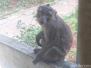 Teror Monyet Liar Resahkan Warga Cibadak Sukabumi