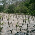 Freeport Percepat Restorasi Ekosistem Mangrove di Pesisir Mimika