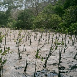 Freeport Percepat Restorasi Ekosistem Mangrove di Pesisir Mimika