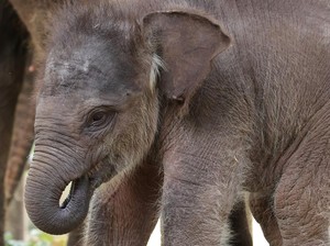 Lucunya Kama, Bayi Gajah Sumatera yang Lahir di Bali Zoo