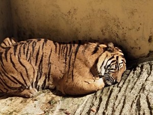 Kuna dan Jelita, Dua Harimau yang Jadi Koleksi Baru di Bandung Zoo