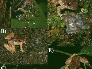 Ahli Temukan Spesies Baru Katak Kerdil Bertaring di Sulawesi