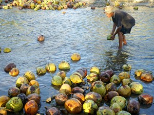 Kelapa RI Punya Potensi Besar, Bisa Jadi Susu hingga Biofuel
