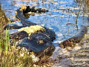 Pertarungan Epik Ular Piton Vs Aligator, Tebak SIapa yang Menang?