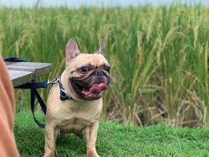 5 Hal Diketahui soal Chloe Anjing Imut Diduga Dijagal saat Libur Natal