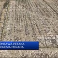 Video: El Nino Membawa Petaka Di 2023, Ini Efeknya Pada Beras