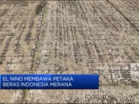 Video: El Nino Membawa Petaka Di 2023, Ini Efeknya Pada Beras