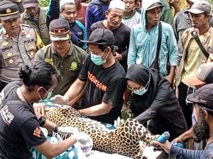Begini Kondisi dari Macan Tutul yang Terjerat Jebakan Babi di Sukabumi