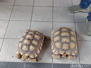 2 Kura-kura Kesayangan Hilang Ternyata Raib Dicuri Kakak Sendiri