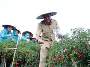 Jurus Tekan Inflasi, Pemprov Sumsel Bagikan Bibit Cabai ke Pelajar