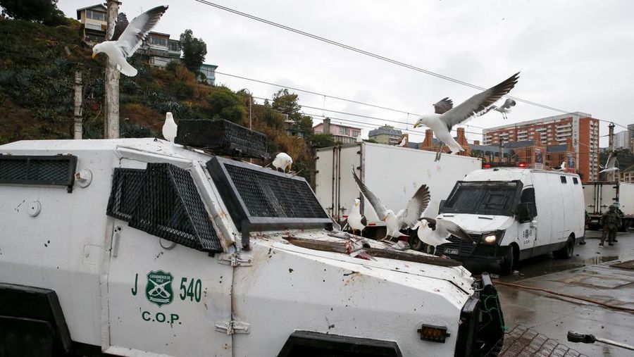 Singa laut berkumpul di depan mobil polisi yang menghalangi jalan polisi antihuru-hara saat bentrokan dengan nelayan yang memprotes pemerintah menyusul pencabutan undang-undang penangkapan ikan yang ada dan tidak dibayarkannya bonus yang dijanjikan, di Valparaiso, Chili 28 Desember 2023. (REUTERS/Rodrigo Garrido)