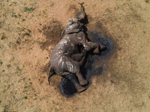 Pilu, Gajah Zimbabwe Mati Massal Akibat Kekeringan Parah