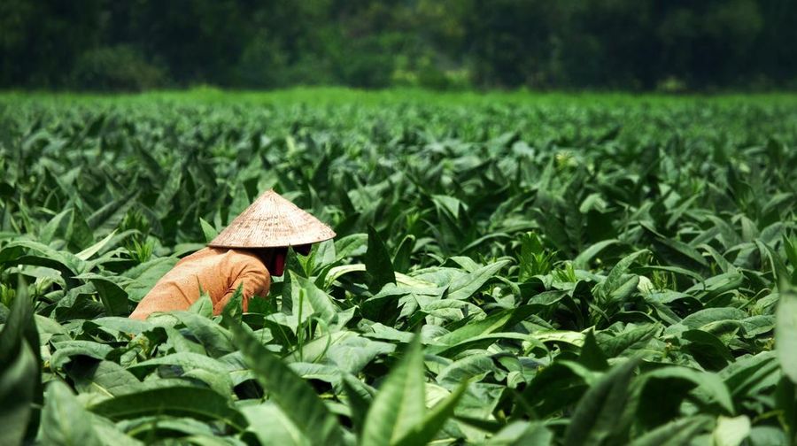 Ilustrasi petani tembakau. (Dok.Pixabay)