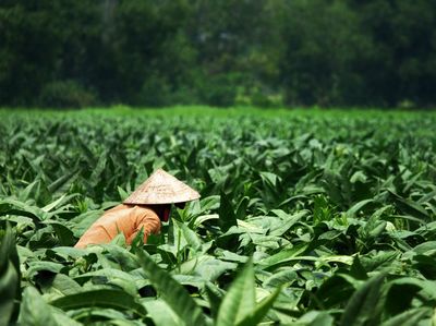 Menang Judi Rp 120 Miliar, Petani di Jawa Lakukan Hal Tak Terduga