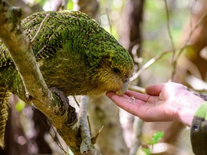 Burung Beo Ini Tidak Bisa Terbang tapi Jago Panjat, Kini Terancam Punah