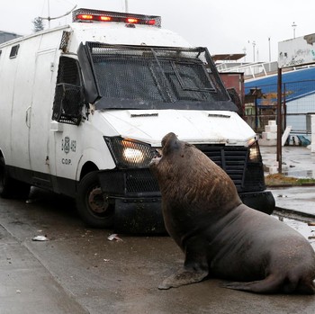 Kala Singa Laut Ikut Aksi Demo Bareng Nelayan di Chile