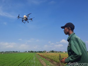 Canggih! Petani di Kudus Sewa Drone buat Semprot Padi: Efisien dan Merata