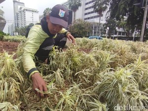 Penampakan Tanaman Rusak di Bundaran HI Usai Perayaan Tahun Baru 2024