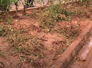 Penampakan Tanaman Rusak di Sekitar Bundaran HI Seusai Perayaan Tahun Baru