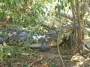 Geger Warga di Bombana Tangkap Buaya 3,5 Meter Muncul di Kebun