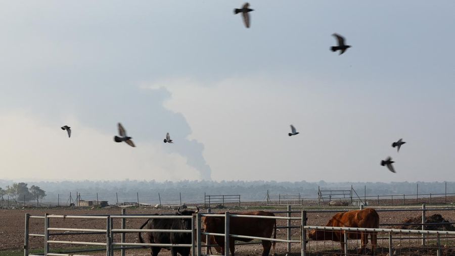 Birds fly over cows standing in a cattle pen, as smoke rises over Gaza, amid the ongoing conflict between Israel and the Palestinian Islamist group Hamas, near the Israel-Gaza border, in southern Israel, January 1, 2024. REUTERS/Violeta Santos Moura