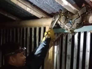 Ular Piton 3 Meter Bergelung di Kandang Ayam Wonogiri, Ini Penampakannya