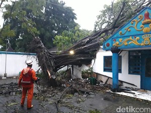 2 Pohon Beringin di Umbul Pengging Boyolali Tumbang Disapu Angin