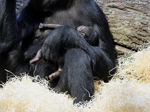Mitos Sains Terbongkar: Sebagian Besar Mamalia Jantan Tak Lebih Besar dari Betina